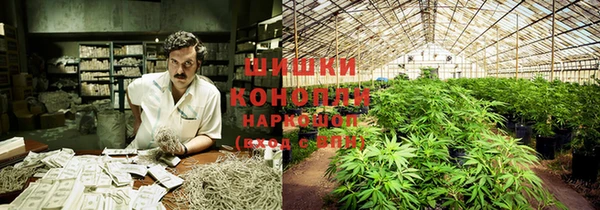сатива Верея