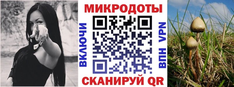 сколько стоит  Камызяк  Галлюциногенные грибы Magic Shrooms 